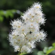 Ural Falsespirea